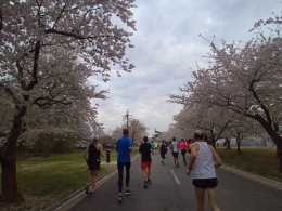 2019 credit union cherry blossom 10 mile race Washington DC 5
